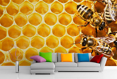 Fototapeta Včely a med, medový plást